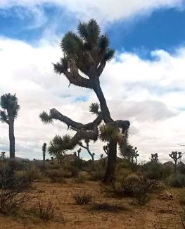 Hiking Joshua Tree